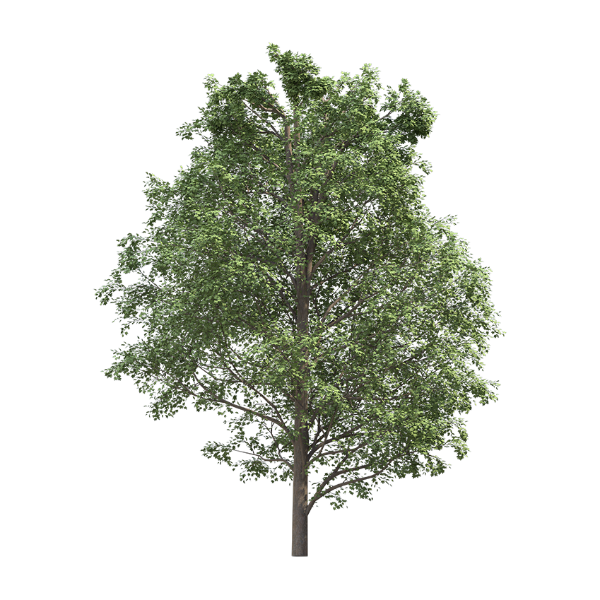Acer pseudoplatanus - Sycamore maple